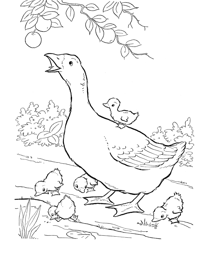 Baby Farm Animals Coloring Pages | Free coloring pages