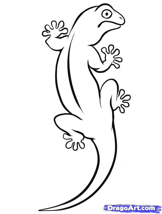 How to Draw a Gecko, Step by Step, Reptiles, Animals, FREE Online 