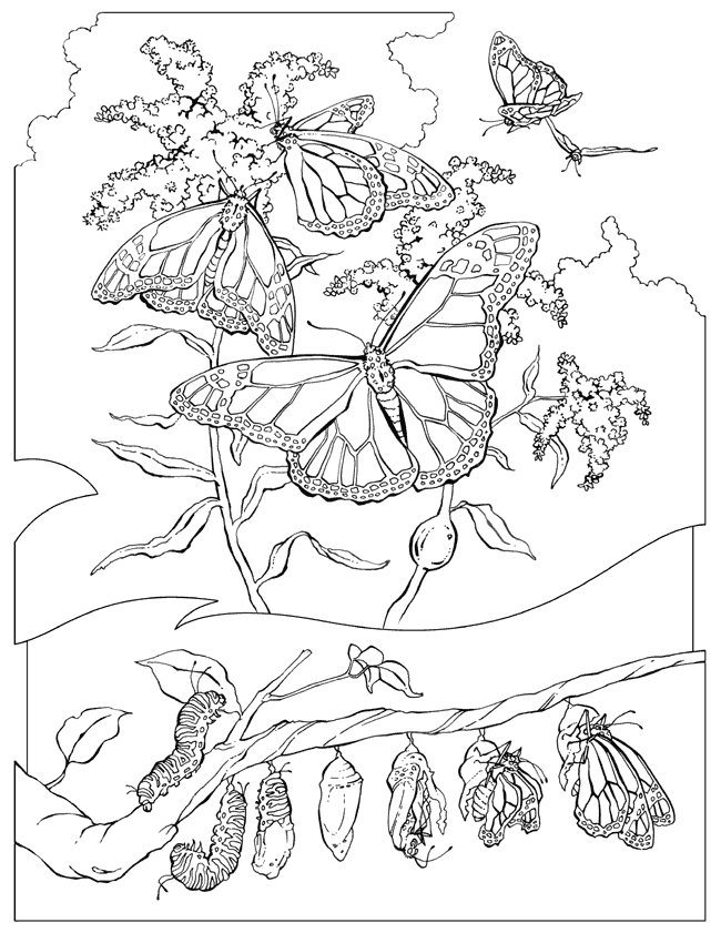 Monarch Butterfly Coloring Page Car Pictures