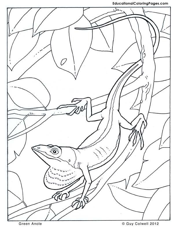 Green Anole coloring pages | Jungle Animal Coloring Pages