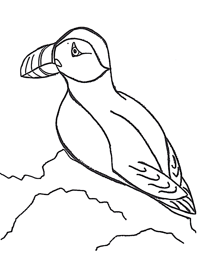 Puffin coloring page - Animals Town - animals color sheet - Puffin 