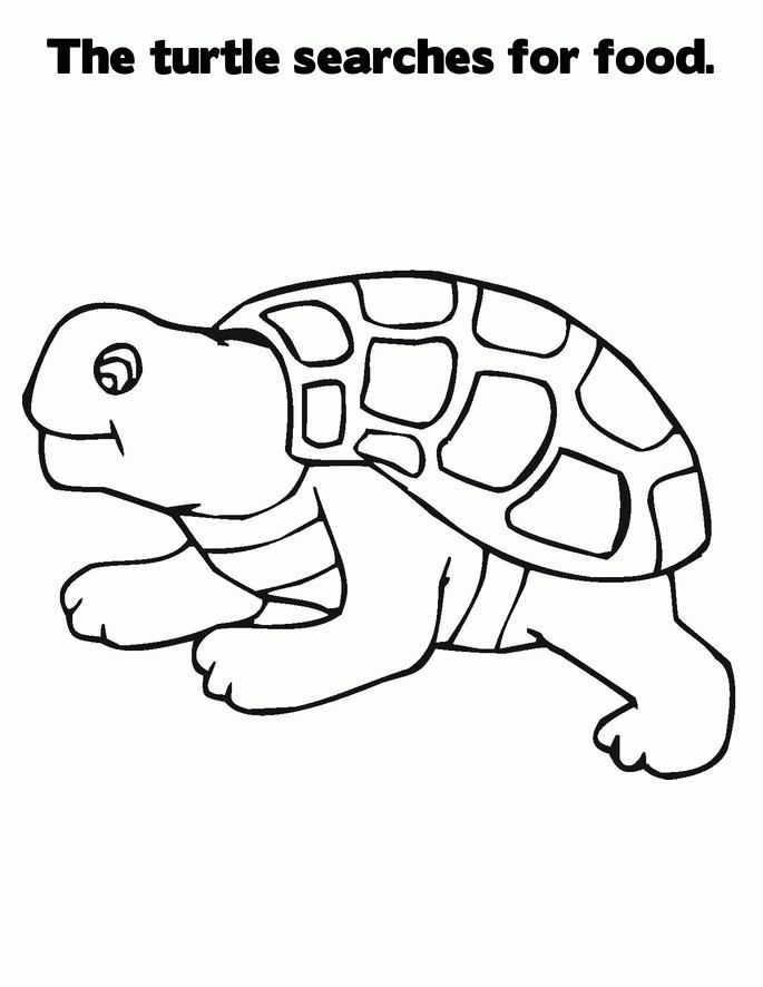 cartoon turtle Colouring Pages