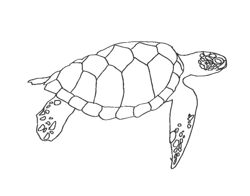 Animal Coloring Baby Turtle Coloring Pages Coloring Pages 