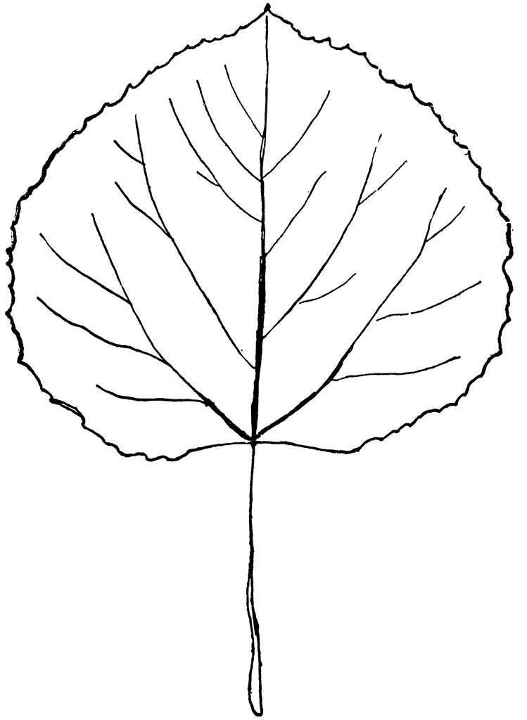 Genus Populus, L. (Aspen, Poplar) | ClipArt ETC