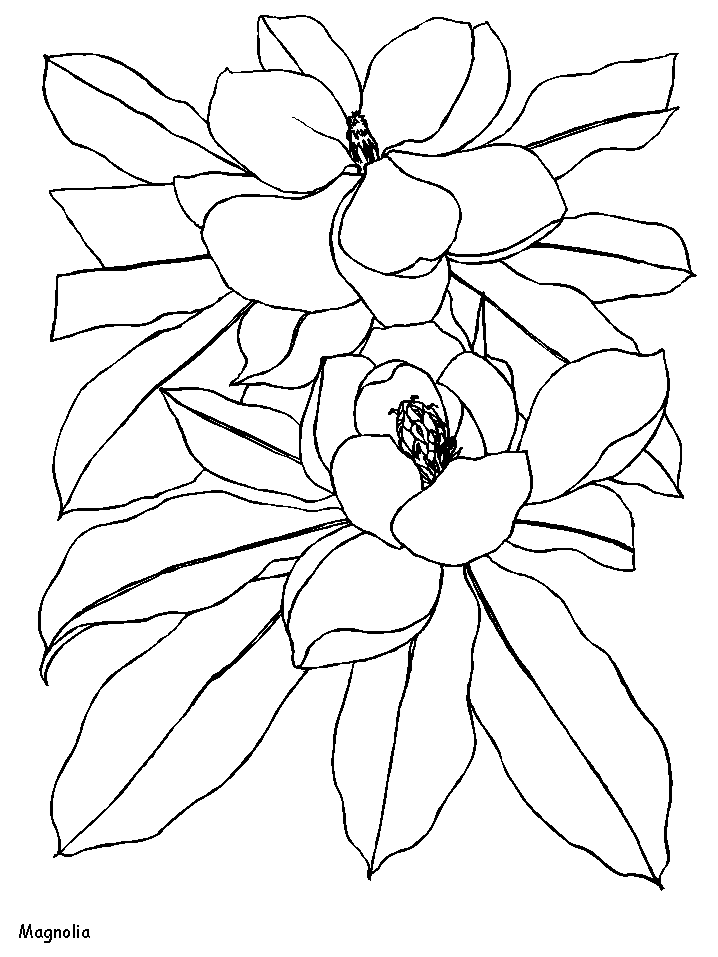 Printable Magnolia Flowers Coloring Pages - Coloringpagebook.com