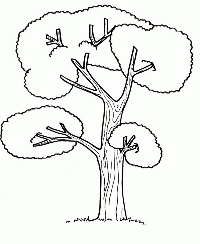 Tree Coloring Pages : The Types Tree Coloring Page Kids Coloring Art