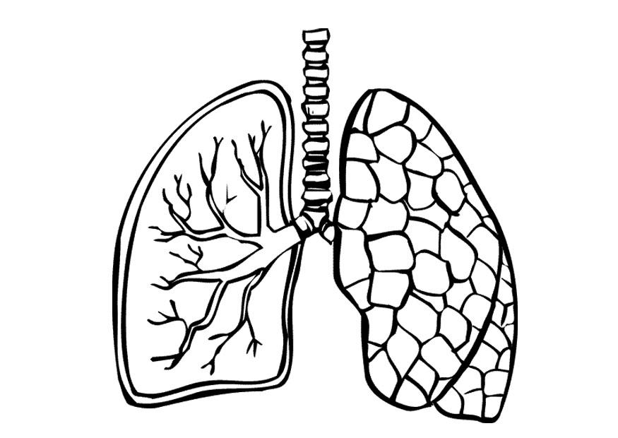 Coloring page lungs - img 9488.