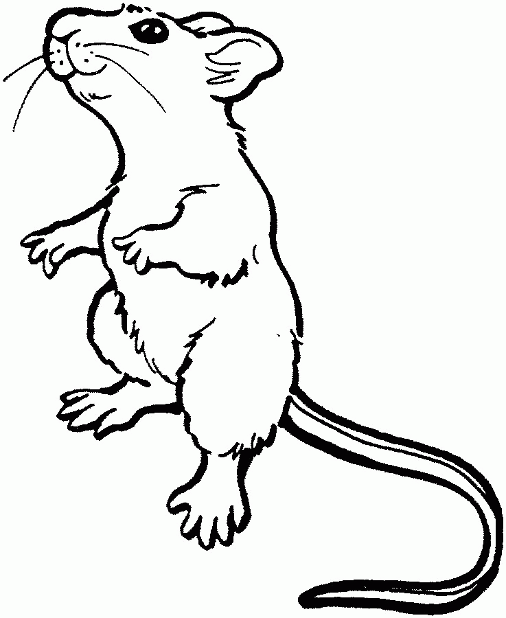 Complicated Coloring Pages – 620×617 Coloring picture animal and 