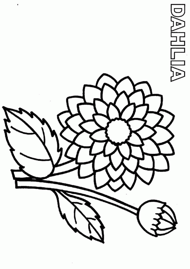 Dahlia Coloring Pages 221445 Hibiscus Coloring Pages