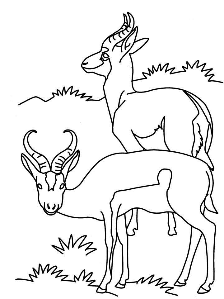 Antelopes Coloring Pages Cake Ideas and Designs