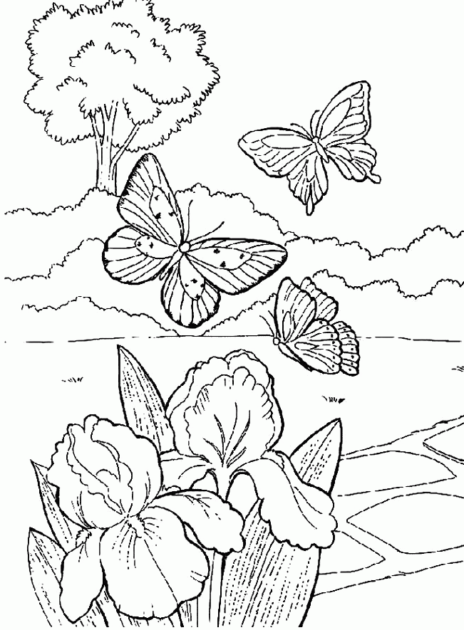 Beautiful Butterfly In The Garden Coloring Pages - Butterflies 