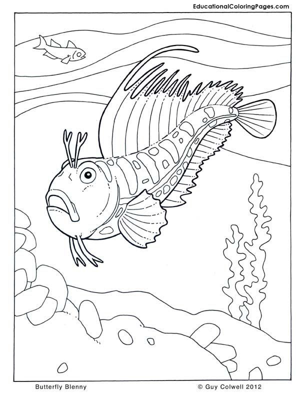 fish coloring pages | Coloring Pages