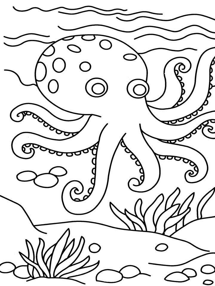 Octopus coloring page for kids: Octopus coloring page for kids