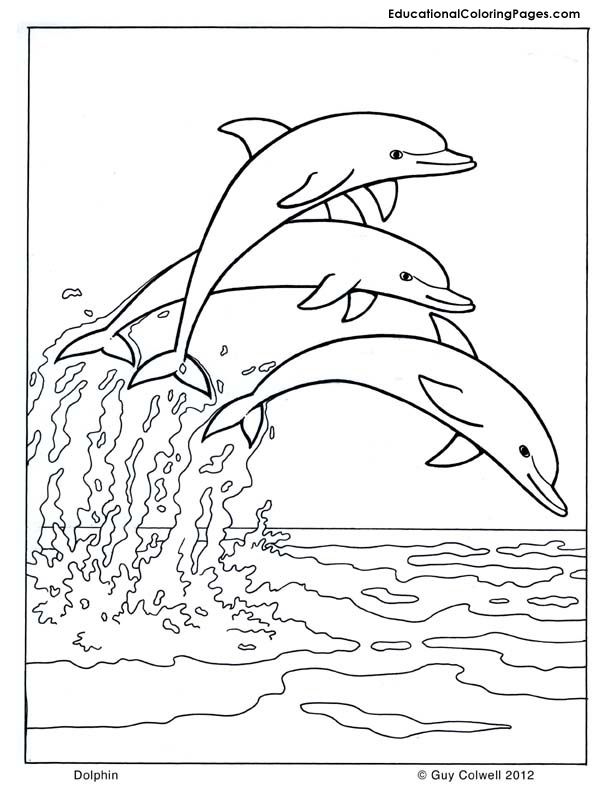 Dolphin coloring | Animal Coloring Pages for Kids