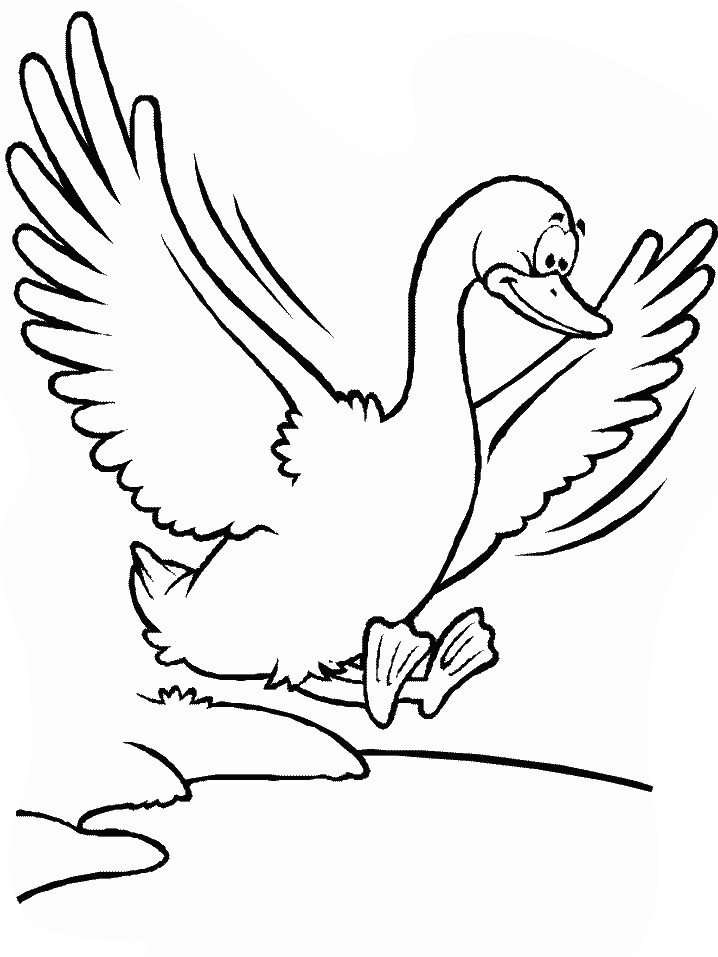 Birds Duck Animals Coloring Pages & Coloring Book