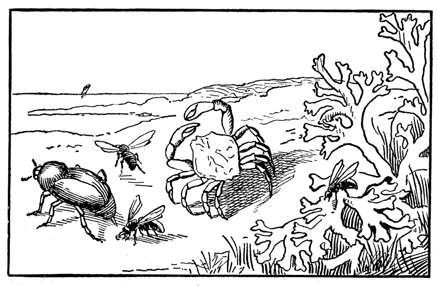 Free Printable Ocean Coloring Pages For Kids