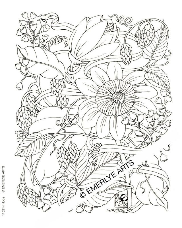 Coloring pages adults - Coloring Pages & Pictures - IMAGIXS