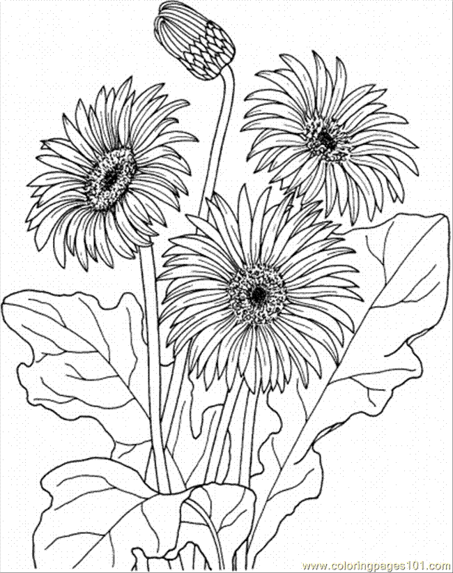 Search Results » Printable Coloring Sheets Of Flowers