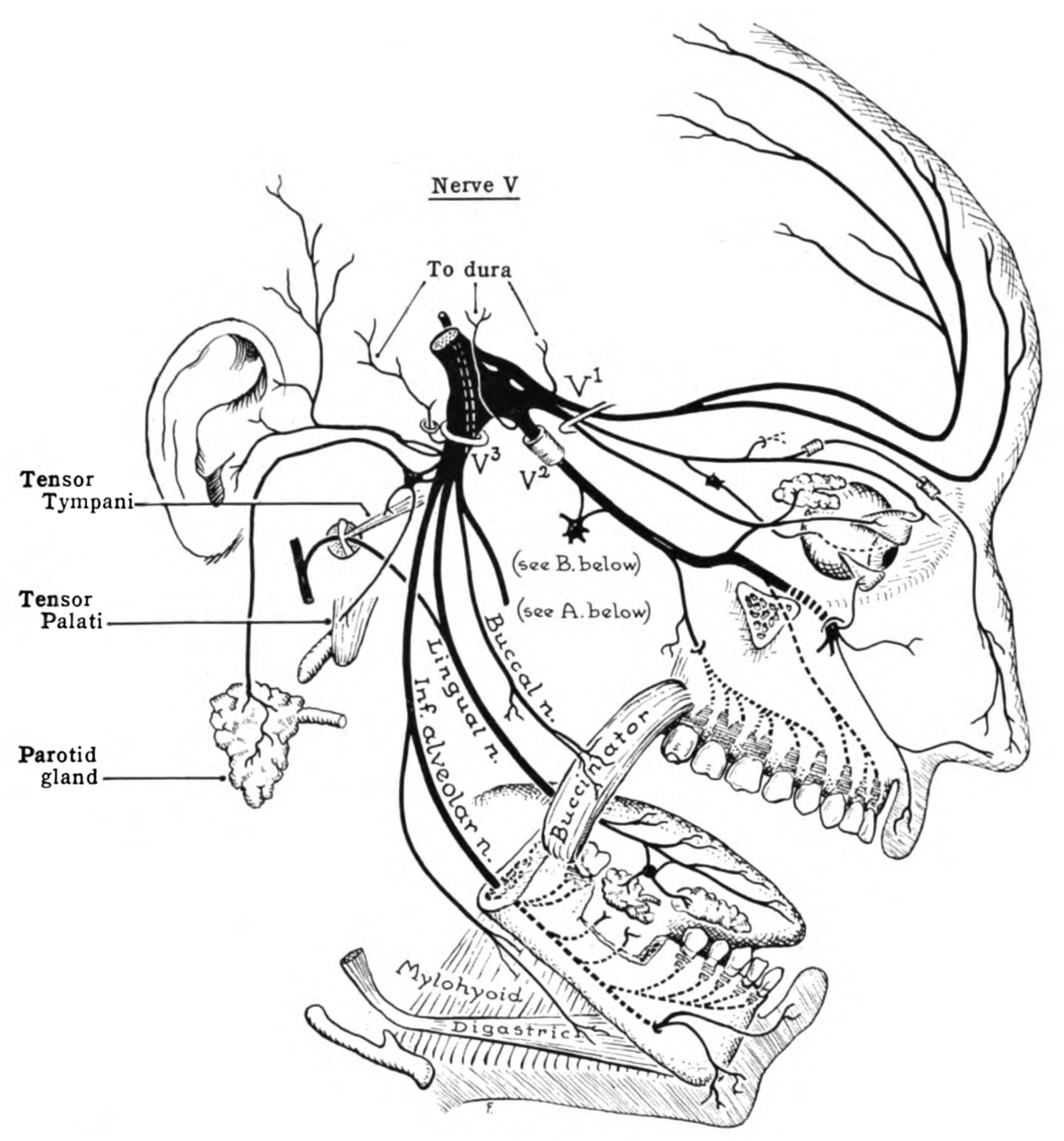 Trigeminal nerve - Wikipedia