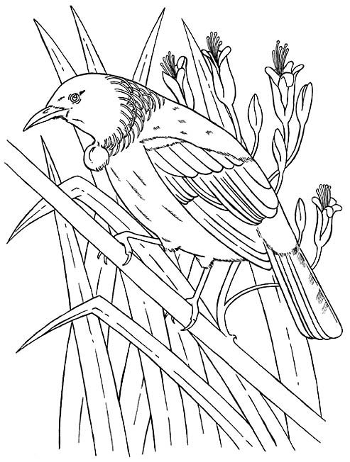 Art by A D Sutton | Bird coloring pages, Bird drawings, Nz art