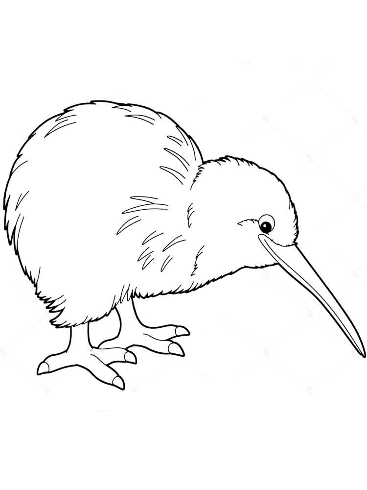 Kiwi coloring pages. Download and print Kiwi coloring pages