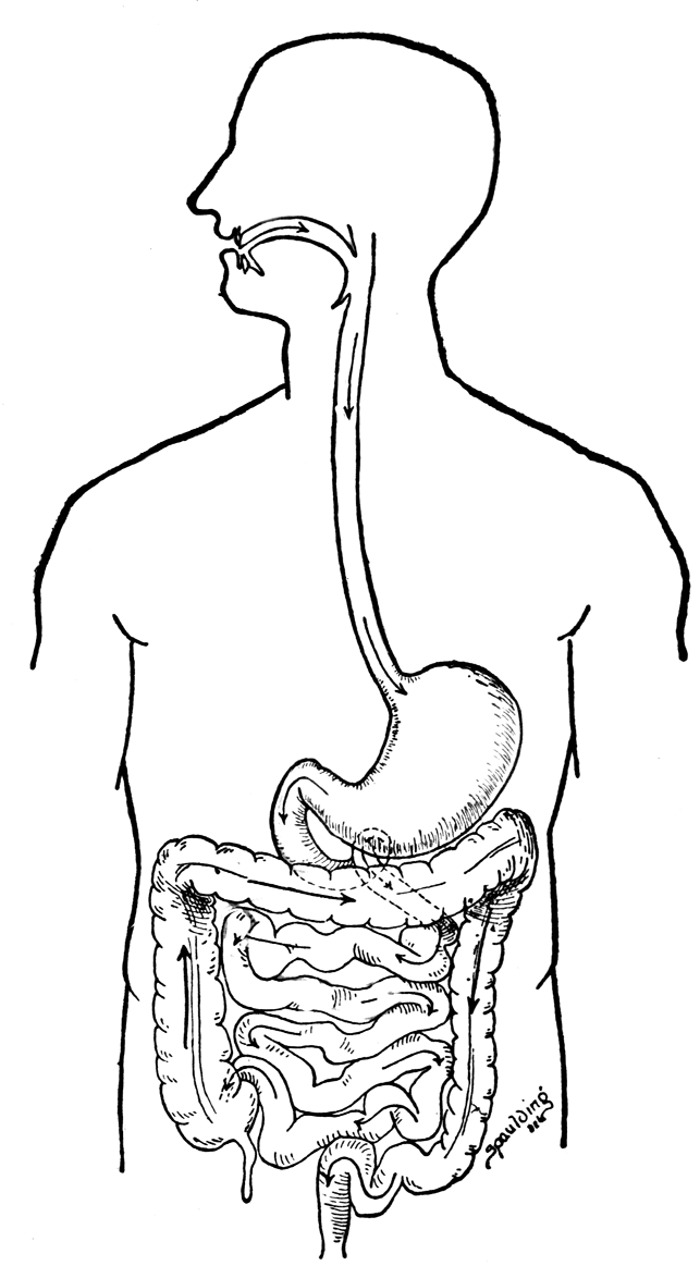Digestive System Coloring Page - Coloring Pages for Kids and for ...
