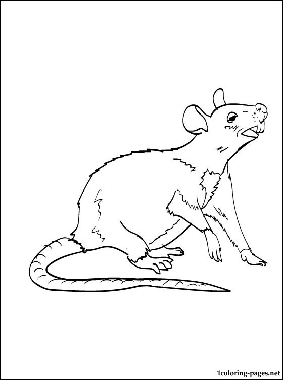 Rat coloring page to print out | Coloring pages