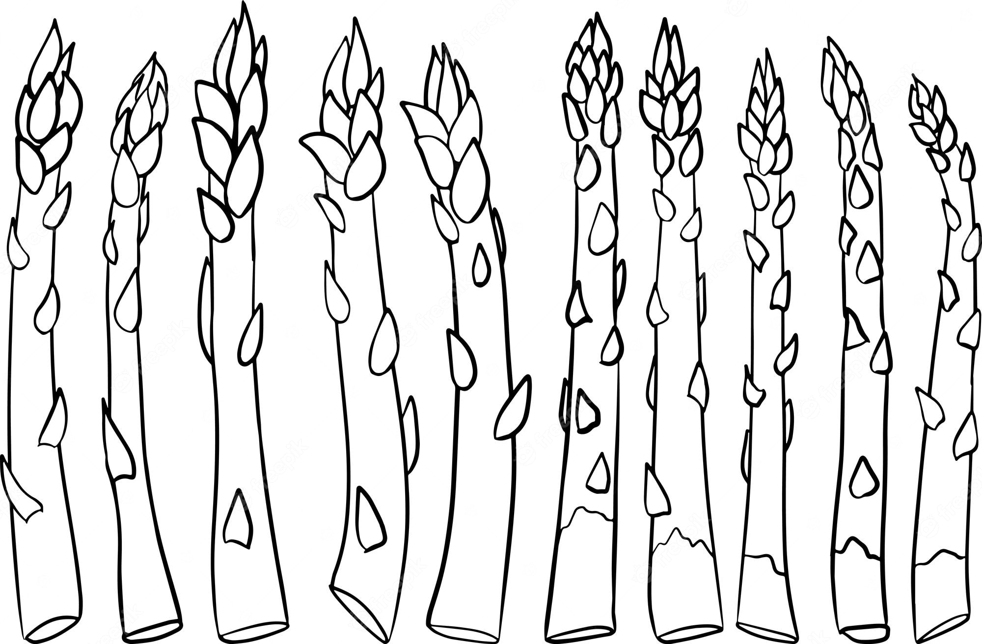 Premium Vector | Vector hand drawn asparagus fresh organic vegetable  isolated on white background coloring pages