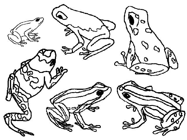 Poison Dart Frog coloring page - Animals Town - Animal color sheets Poison  Dart Frog picture