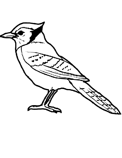 Blue Jay Coloring Page | Blue jay bird, Bird coloring pages, Blue jay