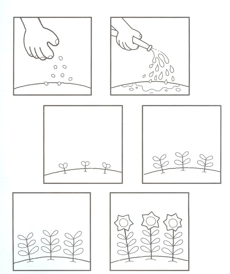 Preschool Plant Life Cycle Coloring Page