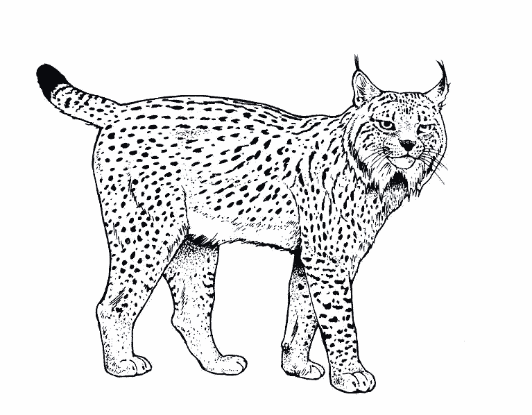 Coloring page Lynx #10789 (Animals ...