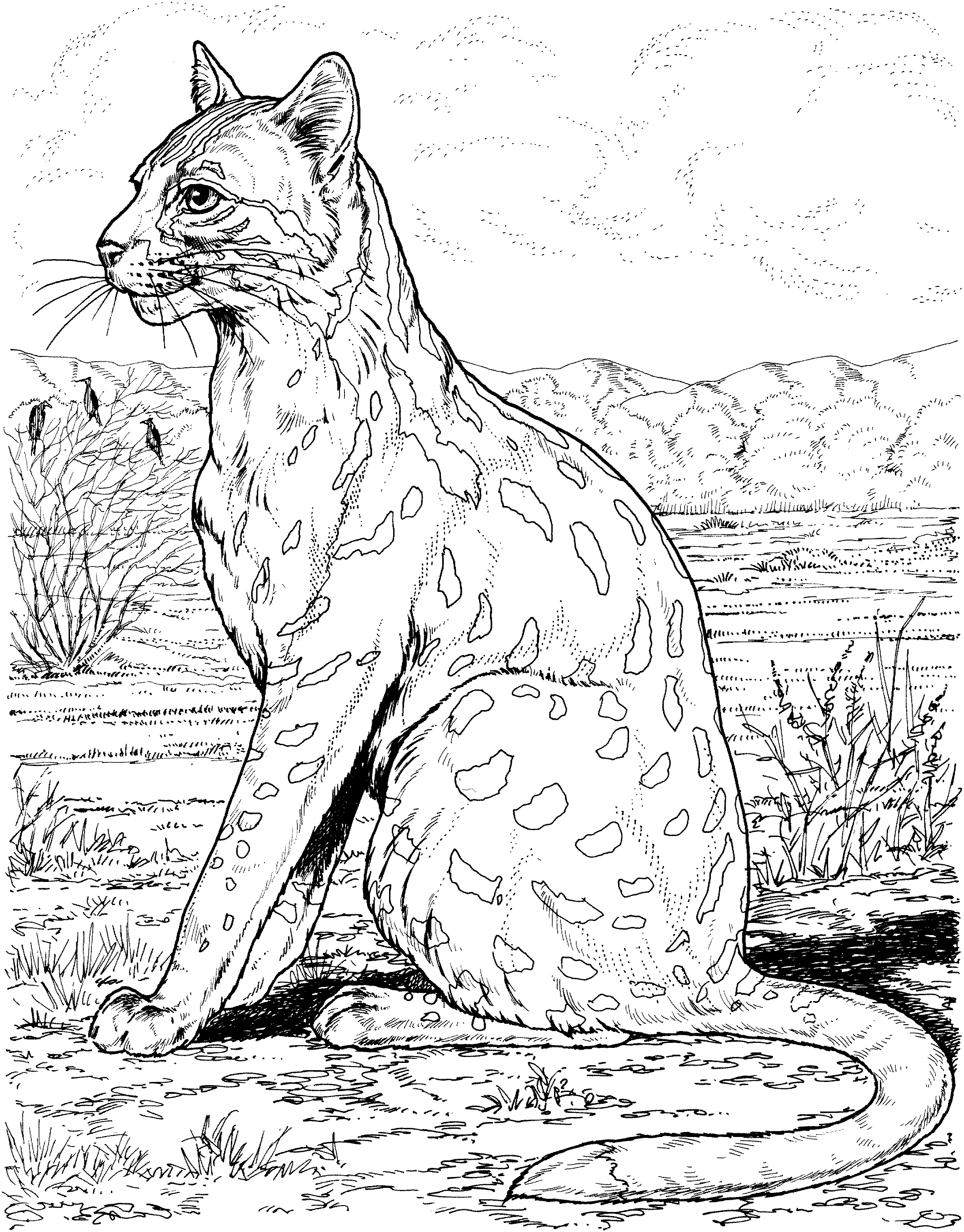 Leopard Coloring Pages - Get Coloring Pages