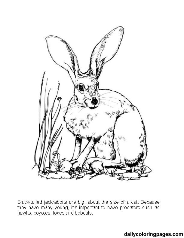 Jack Rabbit Coloring Pages | Animal coloring books, Rabbit drawing, Animal coloring  pages