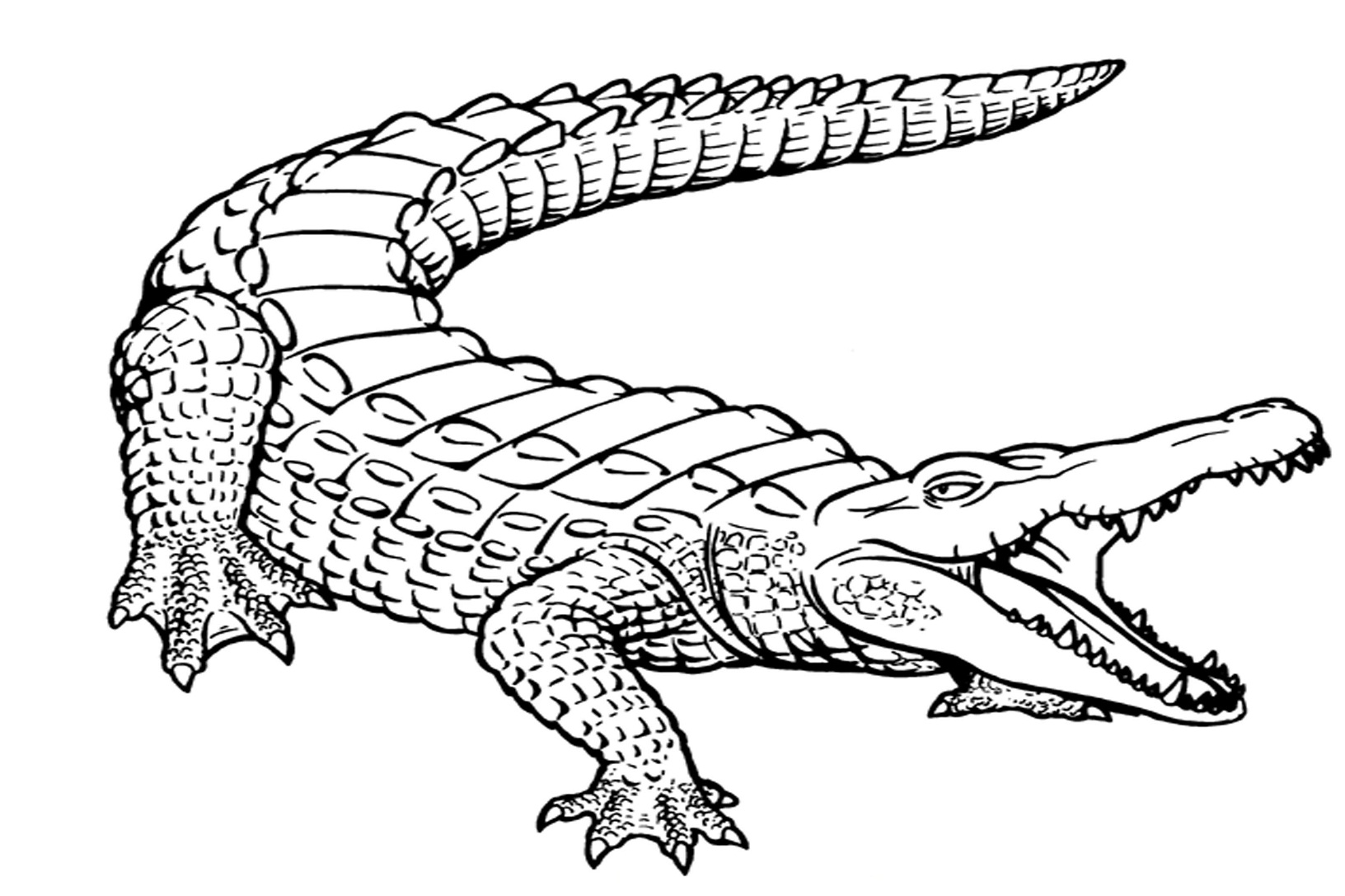 Alligator Coloring Pages - Get Coloring Pages