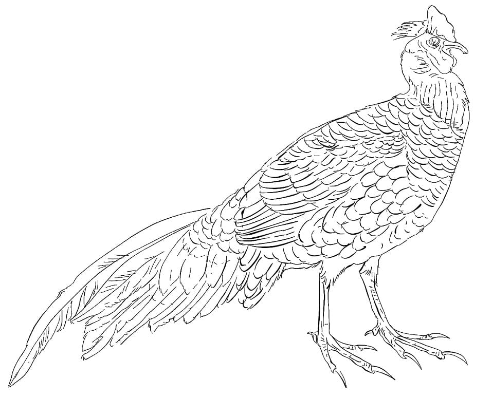 Swinhoe's Pheasant Coloring Page - Free Printable Coloring Pages for Kids