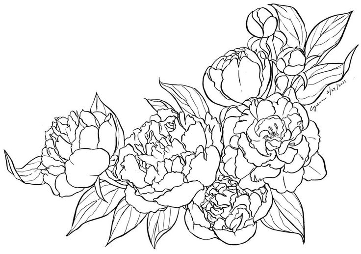 Peony Lineart By Cyen D3aixcf Peony Coloring Page #HITATc - Clipart Suggest