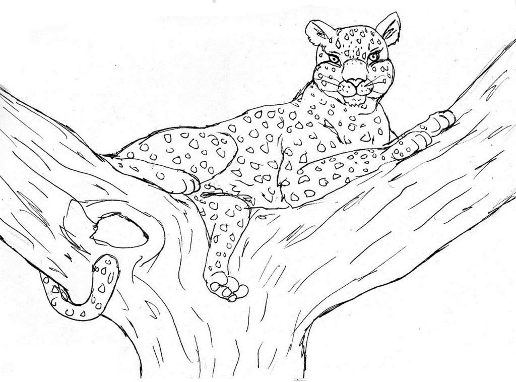 Free Printable Cheetah Coloring Pages For Kids | Coloring pages winter, Animal  coloring books, Lion coloring pages