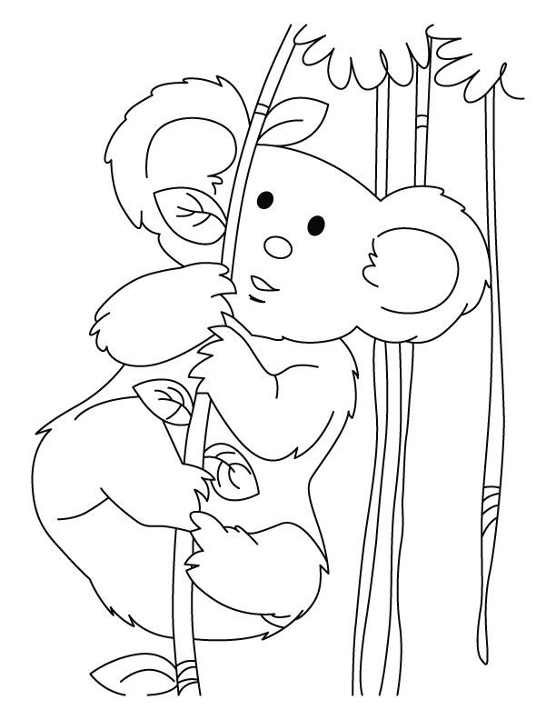 Koala full of energy coloring pages | Download Free Koala full of ...