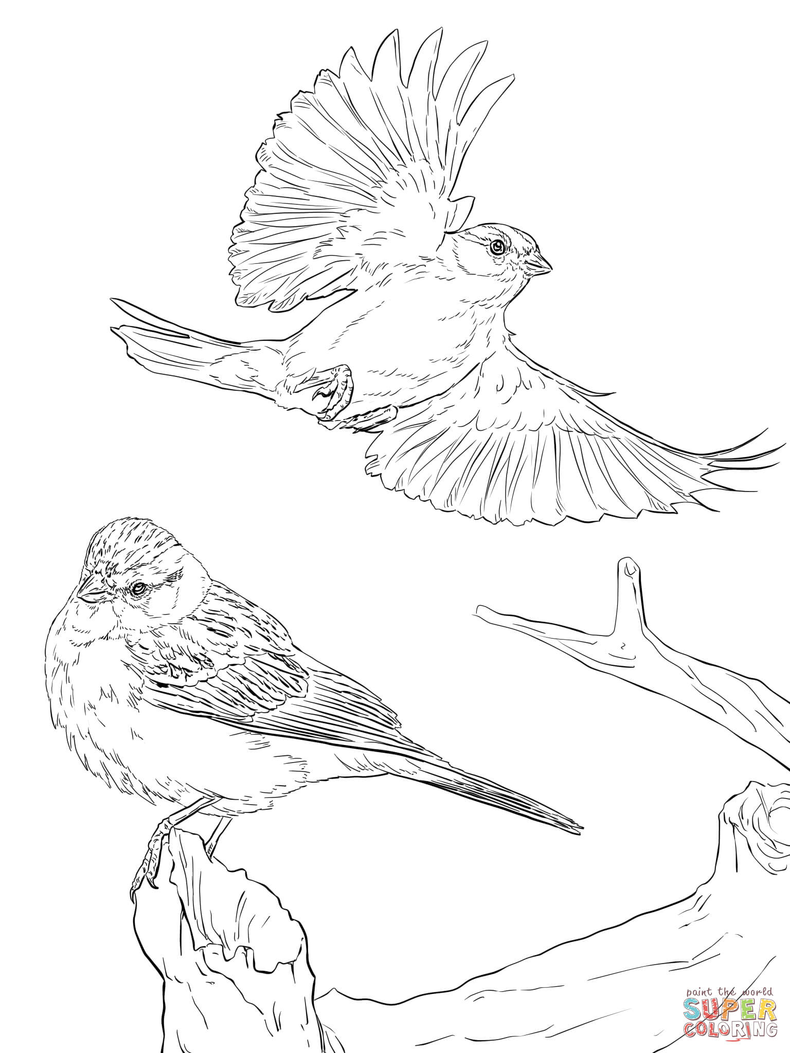 Two Chipping Sparrows coloring page | Free Printable Coloring Pages