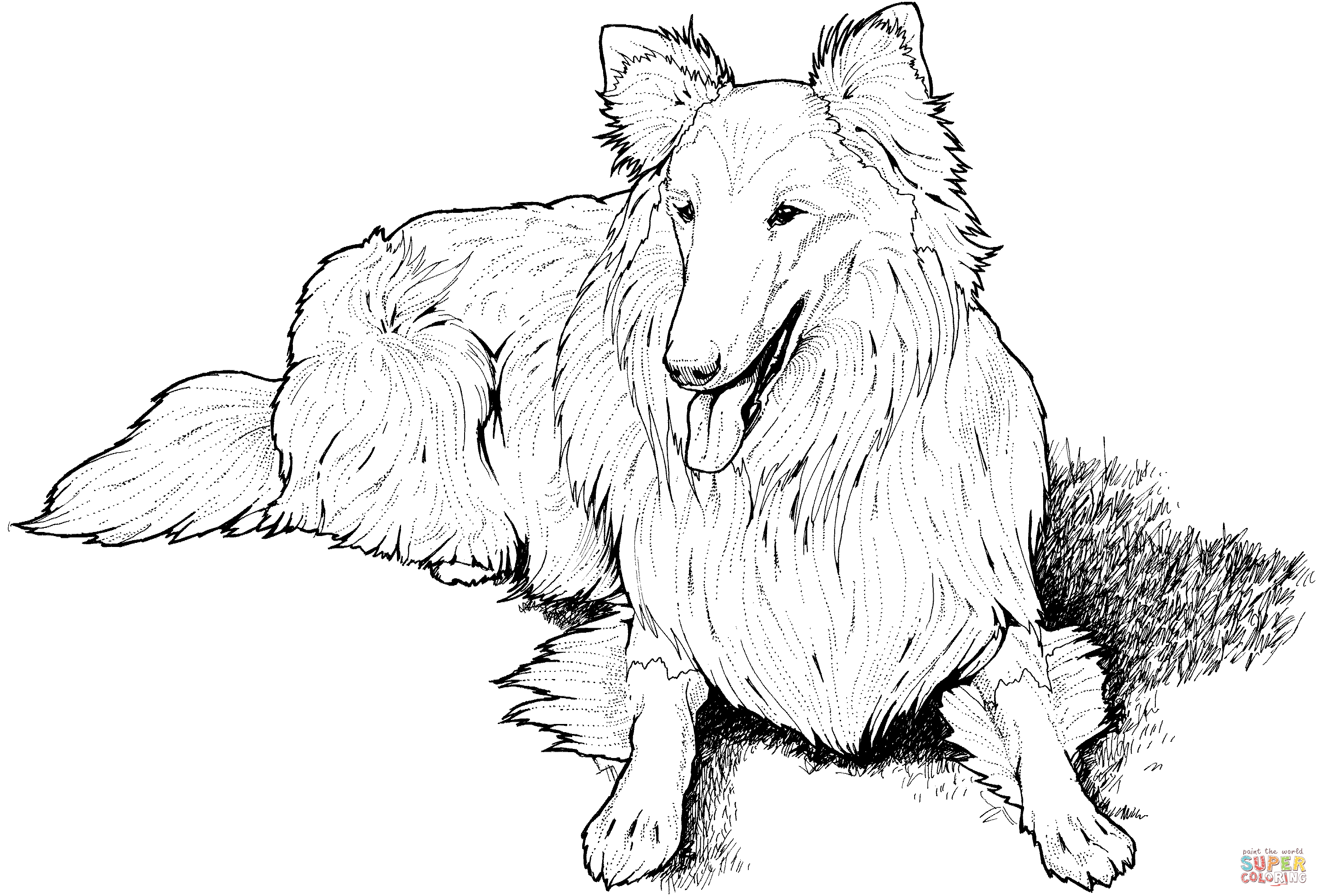 Collie coloring page | Free Printable Coloring Pages