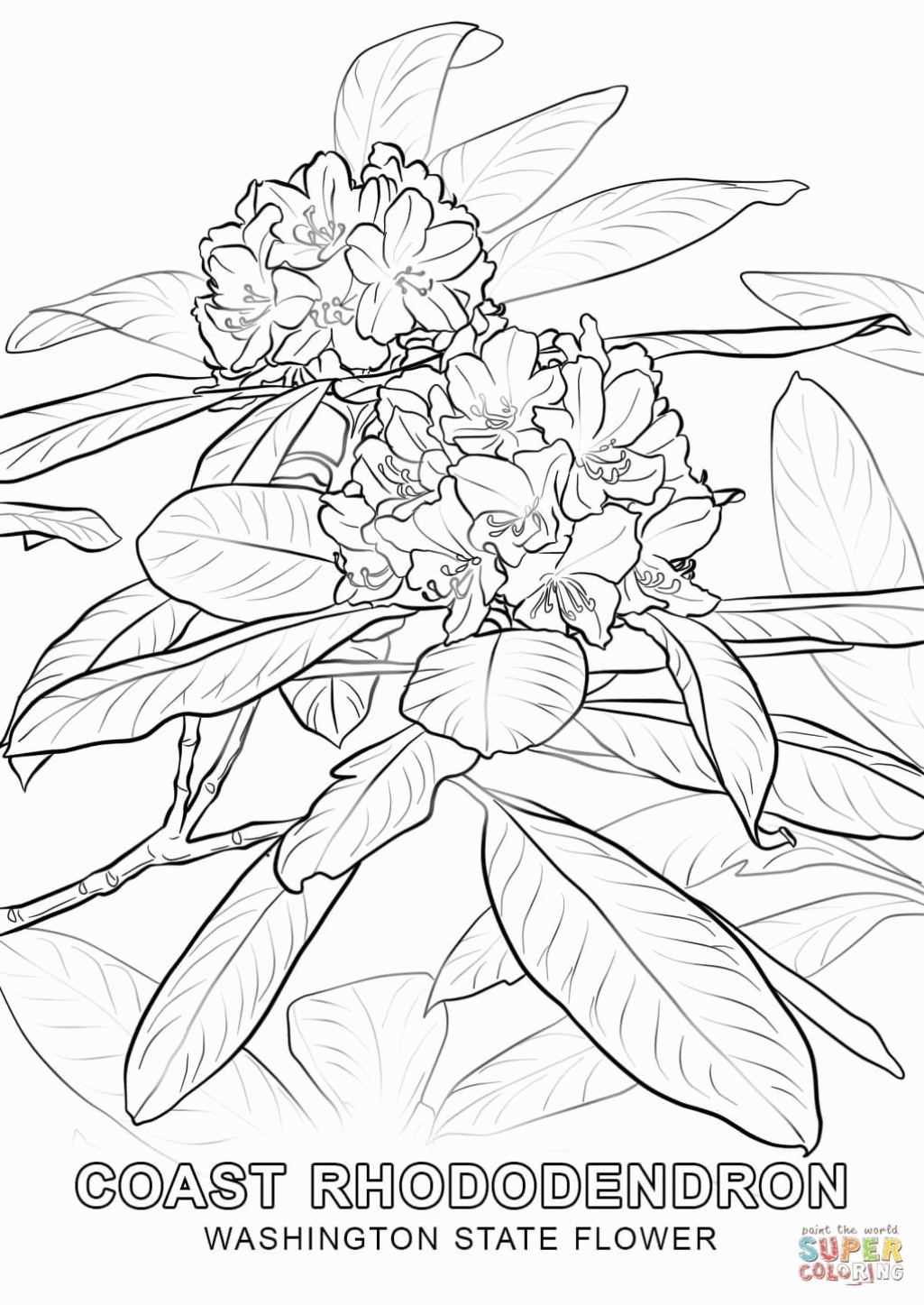 Washington State Flower Coloring Page Free Printable Coloring ...