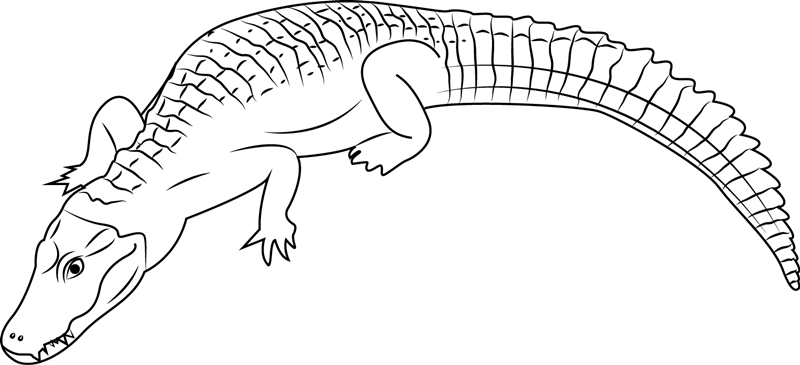 Cuvier's Caiman Coloring Page for Kids - Free Alligators Printable Coloring  Pages Online for Kids - ColoringPages101.com | Coloring Pages for Kids