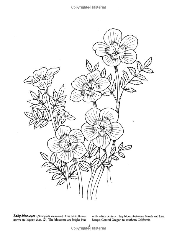 Favorite Wildflowers Coloring Book: Ilil Arbel: 9780486267296: Books -  Amazon.ca | Coloring books, Flower sketches, Book flowers