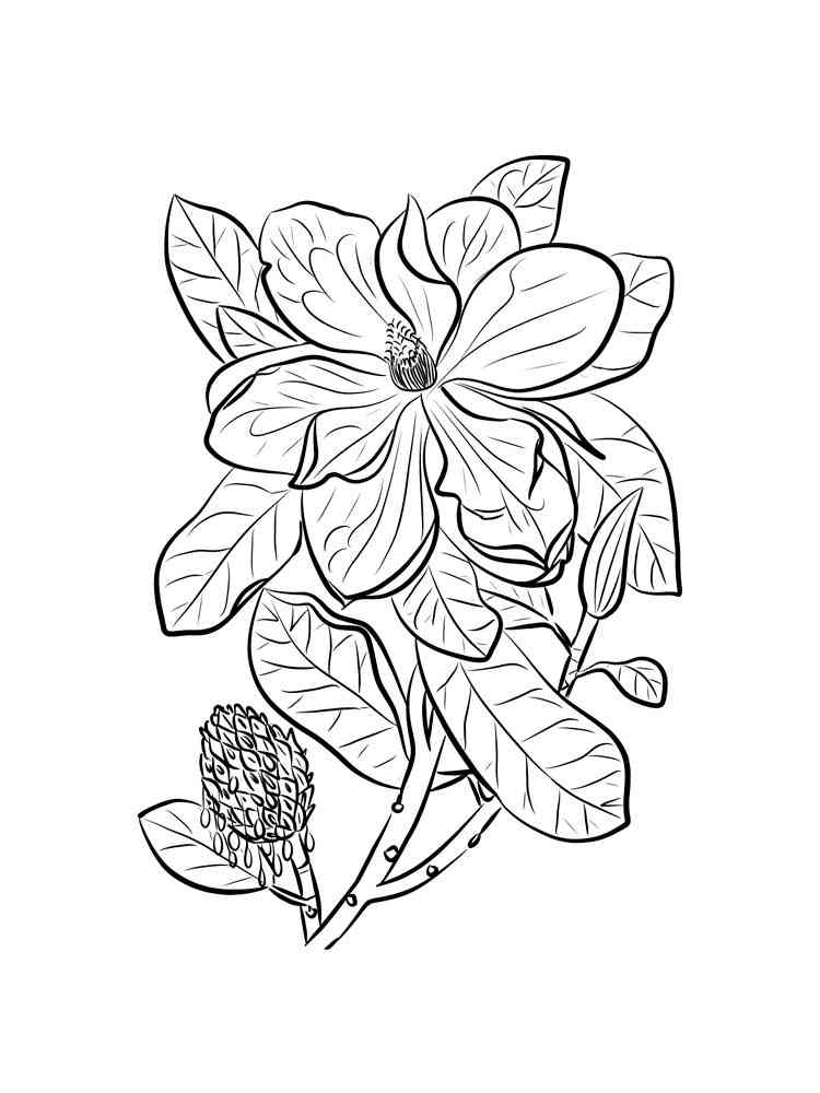 Magnolia coloring pages. Download and print Magnolia coloring pages