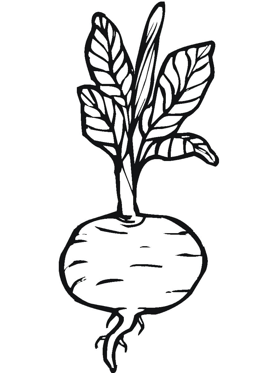 Free Beetroot to Print Coloring Page - Free Printable Coloring Pages for  Kids