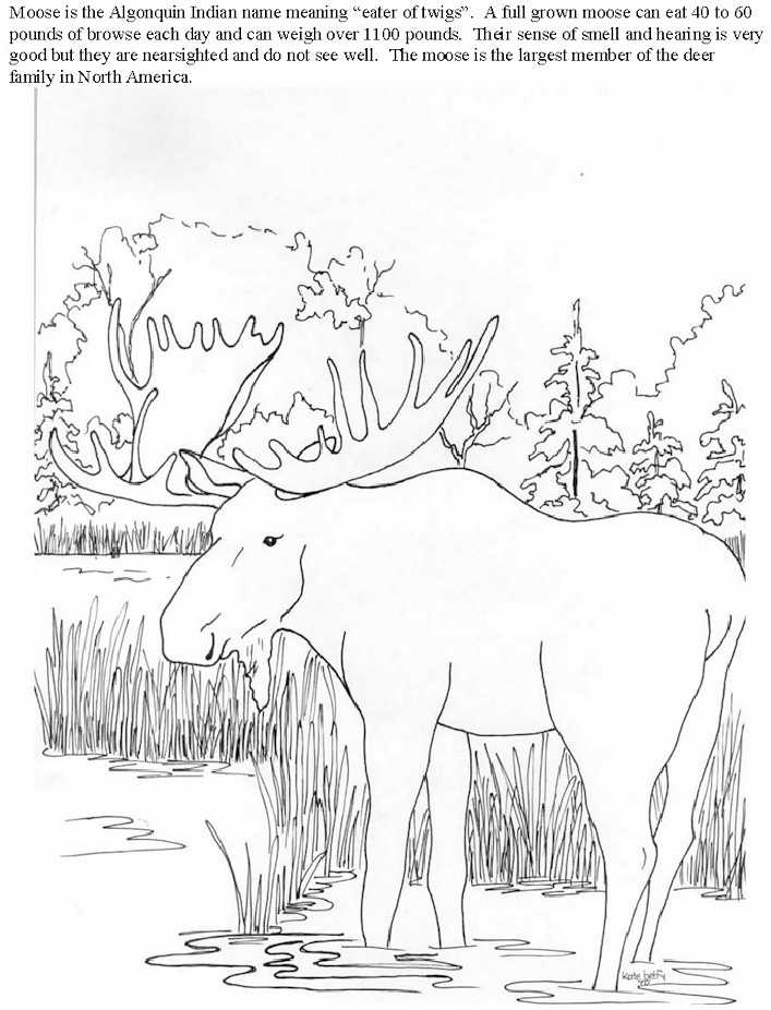 8 Pics of National Geographic Coloring Pages Moose - National ...