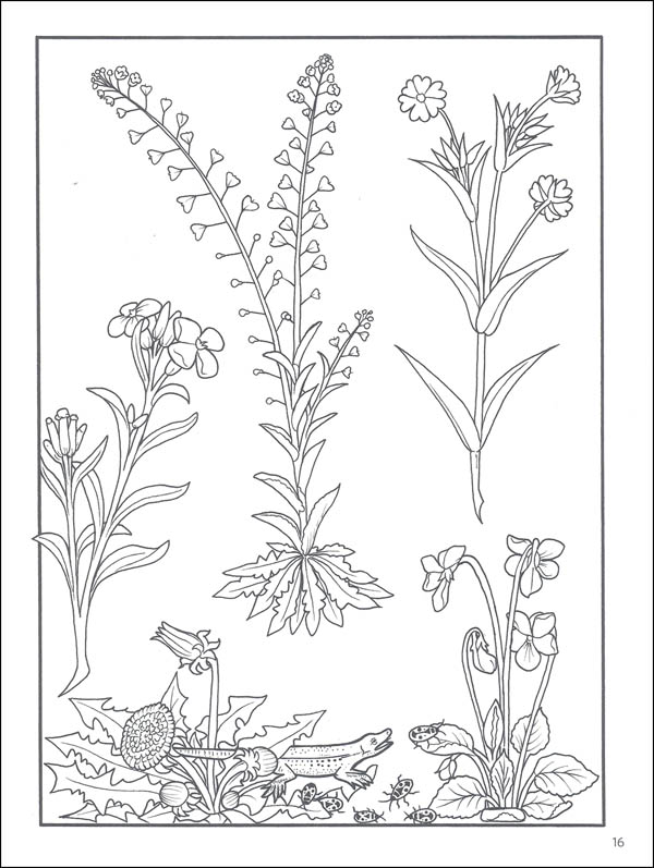 Elegant Herbs & Medicinal Plants Coloring Book | Pomegranate Communications  | 9780764982286