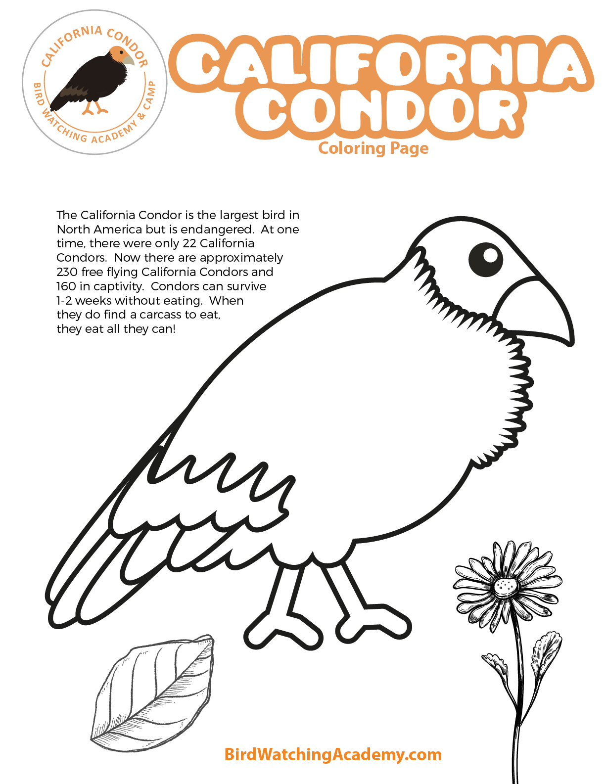 California Condor Coloring Page - Bird Watching Academy