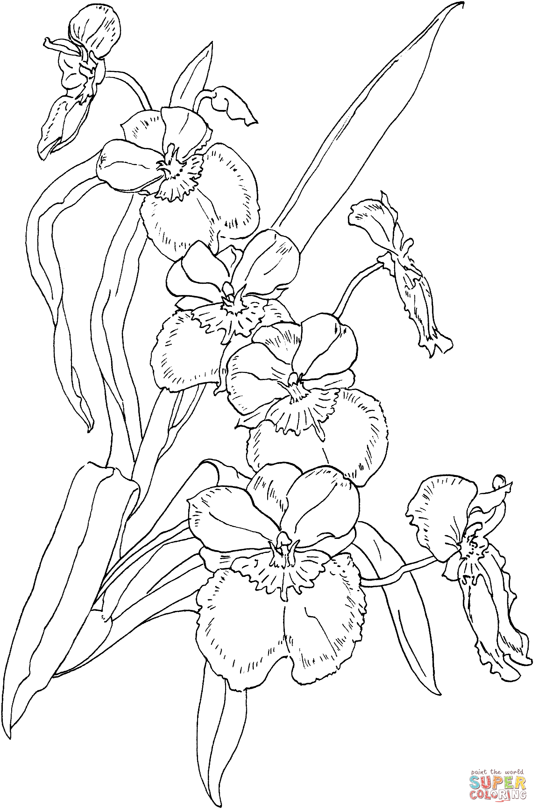 Miltonia Pansy Orchid coloring page | Free Printable Coloring Pages